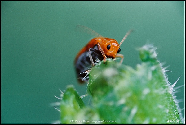 昆蟲-09.jpg