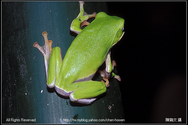 努力往上爬的諸羅樹蛙-2 (Rhacophorus arvalis).jpg