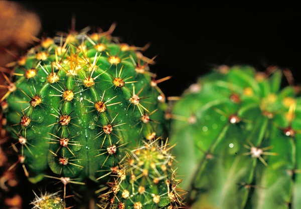 仙人掌 Cactus Leica 100mm macro.jpg