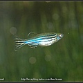 母斑馬魚 Female Zebrafish-04.jpg