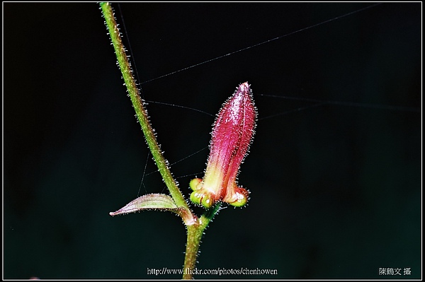 X植物花朵特寫.jpg