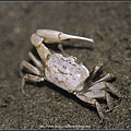 Crab-02.jpg