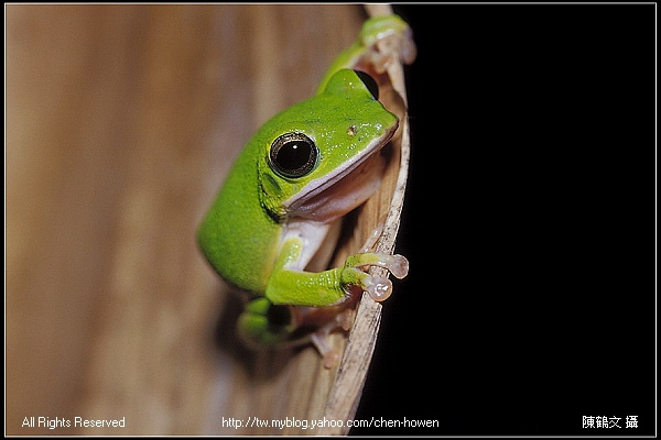 諸羅樹蛙-1 (Rhacophorus arvalis).jpg