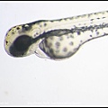 zebrafish embryo 50hpf_02-1 head.jpg