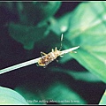 昆蟲（學名待查）-1210-04.jpg