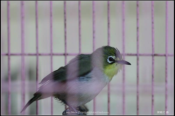 綠繡眼-03 (Japanese White-eye).jpg