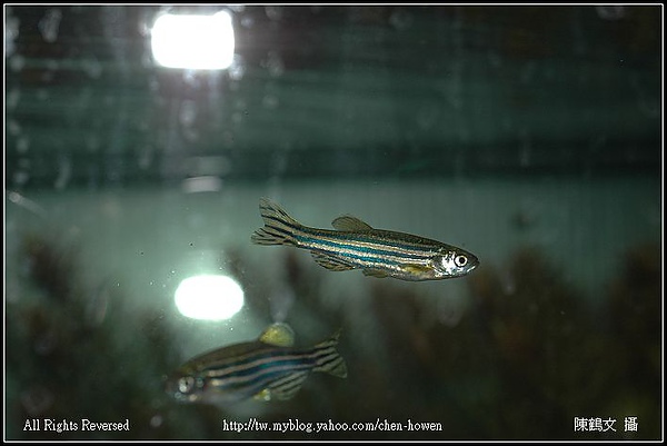 公斑馬魚 Male Zebrafish-02.jpg