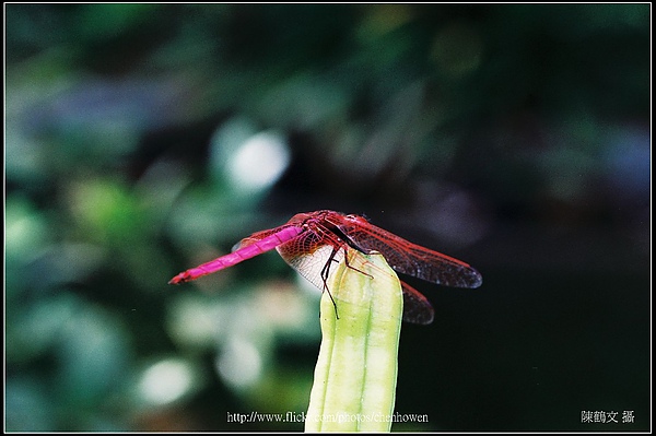 紫紅蜻蜓 (Trithemis aurora, male)-02.jpg