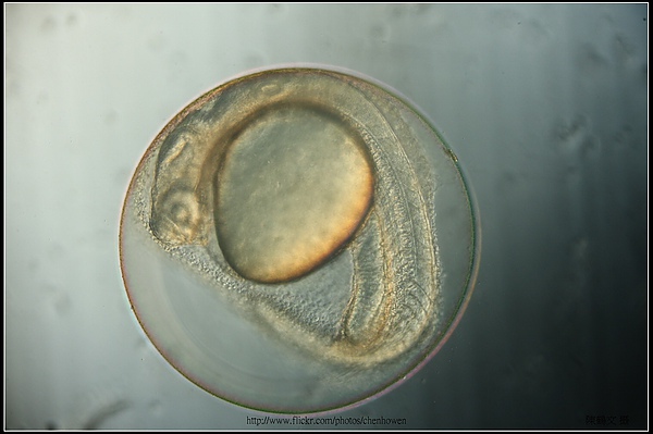 Zebrafish Embryo in pH4 media at 27 hpf_4-5.jpg