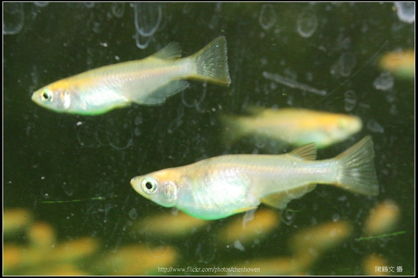 Male and female medaka (日本青鱂魚).jpg