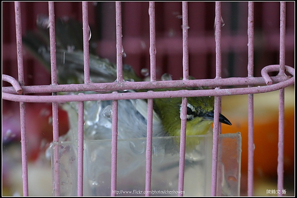 綠繡眼-04 (Japanese White-eye).jpg