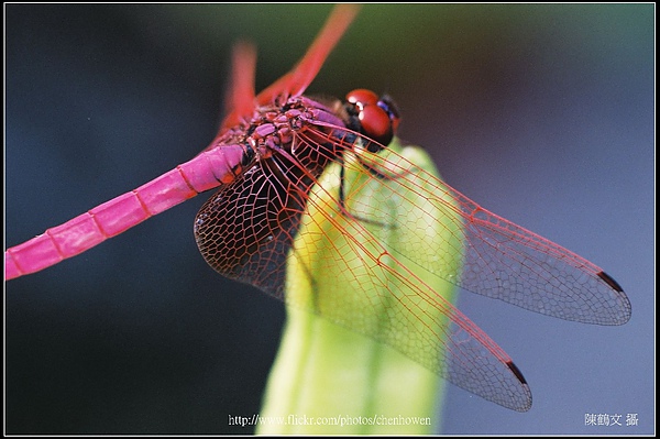 紫紅蜻蜓 (Trithemis aurora, male)-01.jpg