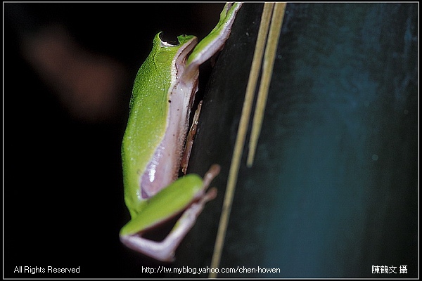 努力往上爬的諸羅樹蛙-3 (Rhacophorus arvalis).jpg