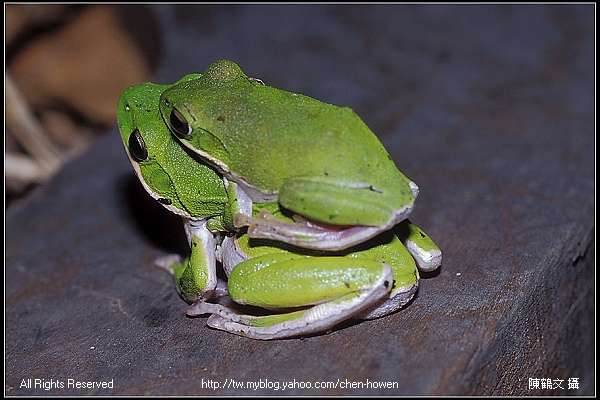 諸羅樹蛙夫妻檔-2 (Rhacophorus arvalis).jpg