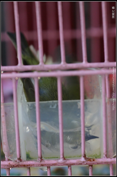 綠繡眼-05 (Japanese White-eye).jpg