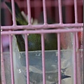 綠繡眼-05 (Japanese White-eye).jpg