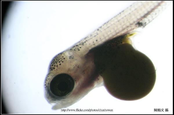 吳郭魚仔魚，有明顯卵黃-2-4 (tilapia larva).jpg