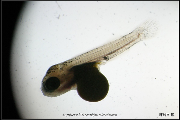 吳郭魚仔魚，有明顯卵黃-4-4 (tilapia larva).jpg