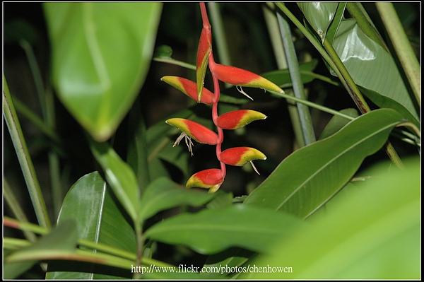 紅花月桃_植物園_2010.0922-31.jpg