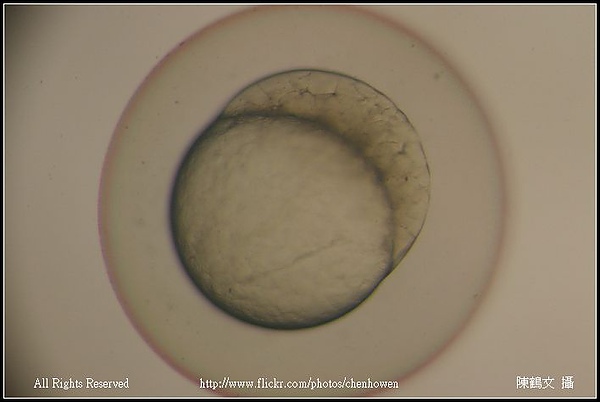 zebrafish embryo 128-1000 cell_02.jpg