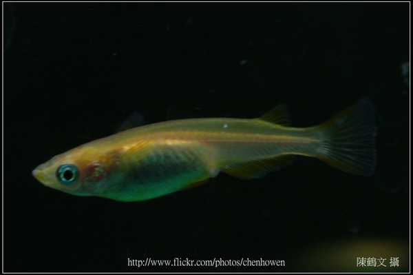 Female medaka -1 (日本青鱂魚) 特寫.jpg