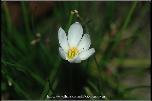 42_石蒜科_蔥蘭_植物園_2010.0922_Sep_42.jpg