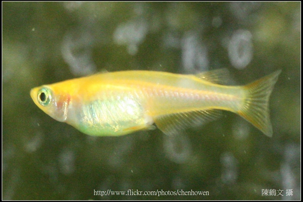 Female medaka -3 (日本青鱂魚).jpg