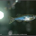 母斑馬魚 Female Zebrafish-03.jpg