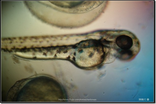 Zebrafish Embryo in pH4 media at 72 hpf _02