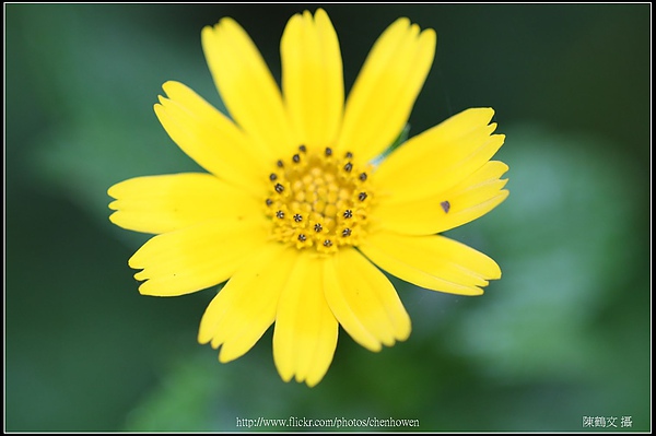 小雛菊小花芽特寫.jpg