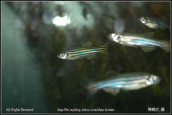 公斑馬魚 Male Zebrafish-04.jpg