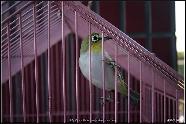 綠繡眼-07 (Japanese White-eye).jpg