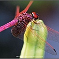 紫紅蜻蜓 (Trithemis aurora, male)-01.jpg