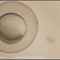 zebrafish embryo 30-50% epiboly_02.jpg