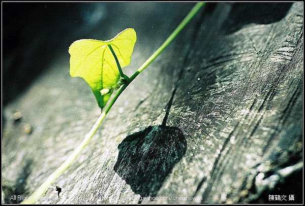 藤葉光與影的表現(The light and shadow of a vine's leaf).jpg