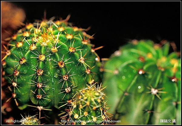 leica 100mm macro 仙人掌.jpg