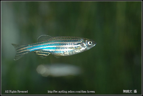 母斑馬魚 Female Zebrafish-02.jpg