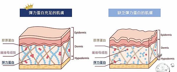 擷取09_彈力蛋白