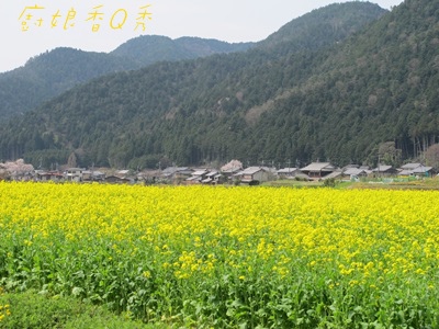 IMG_2454 IMG_2454