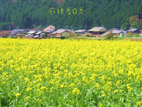 IMG_2455 IMG_2455