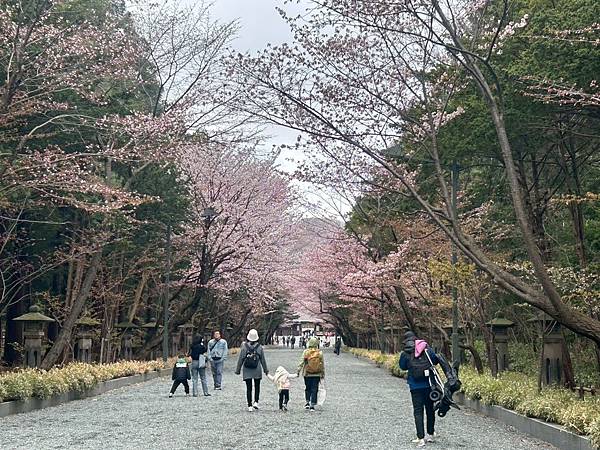北海道神宮賞櫻全紀錄｜適合親子共遊的札幌花見行程