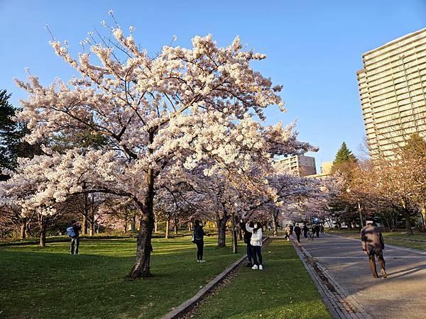 札幌市區就能賞櫻！中島公園親子漫步全紀錄