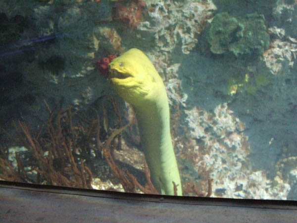 naquarium4.jpg