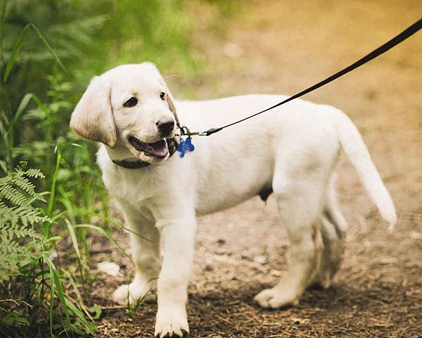 Small-Labrador-on-a-leash.jpg