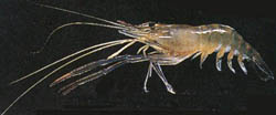 shrimp13.jpg