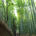 天龍寺旁邊的竹林 