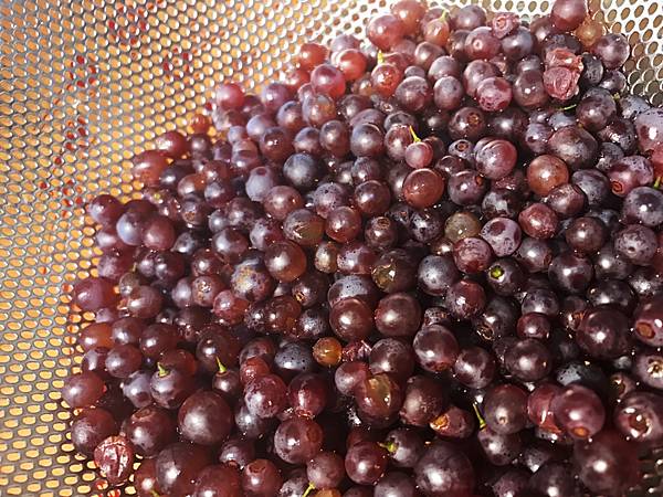 IMG_6095.JPG IMG_6095.JPG