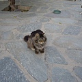 Mykonos_希臘是貓的國度....島上到處都是貓