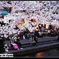 2005.4三条の桜