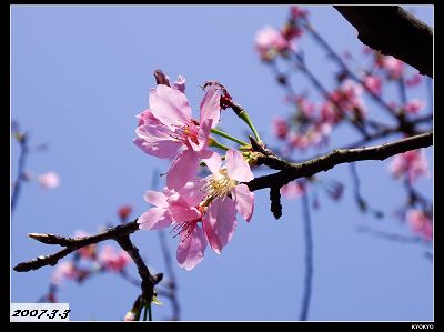 台湾の山桜